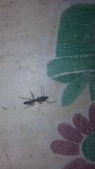 Odontomachus