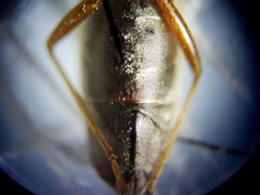 Paromius longulus