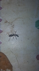 Odontomachus