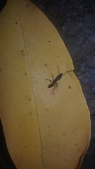 Odontomachus