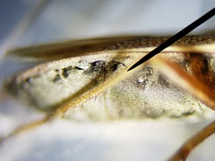 Paromius longulus