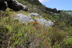 Erica abietina