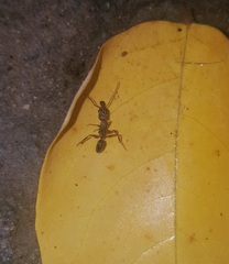 Odontomachus