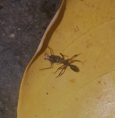 Odontomachus