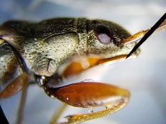 Paromius longulus