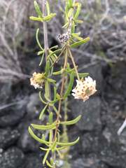Lippia rosmarinifolia