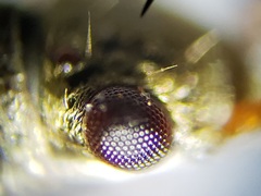 Paromius longulus
