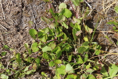 Centella eriantha