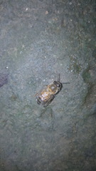 Apis mellifera
