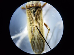Paromius longulus