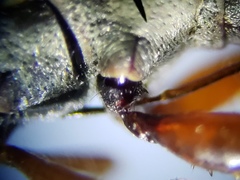 Paromius longulus