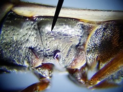 Paromius longulus