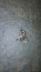 Apis mellifera