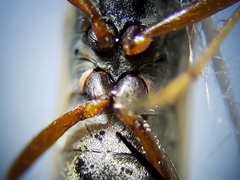 Paromius longulus