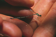 Leptobasis melinogaster