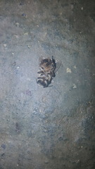 Apis mellifera