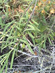 Varronia revoluta