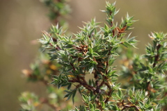 Cliffortia tridentata