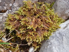 Pseudostereodon procerrimus