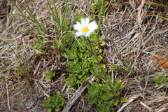 Osmitopsis dentata
