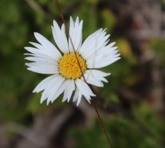 Osmitopsis dentata