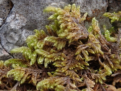 Pseudostereodon procerrimus