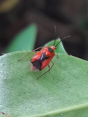 Ambracius dufouri