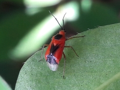 Ambracius dufouri