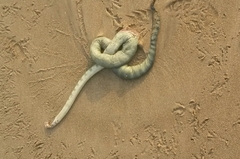 Hydrophis schistosus