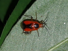 Ambracius dufouri