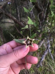 Araujia megapotamica