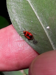 Ambracius dufouri