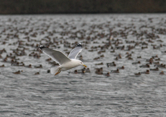 Larus cachinnans
