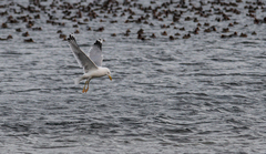Larus cachinnans