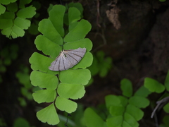 Orudiza protheclaria