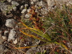 Chamorchis alpina