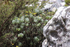 Euryops pectinatus pectinatus