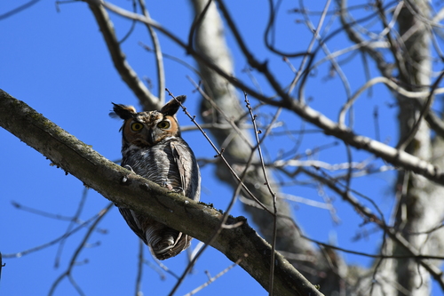 Great Horned Owl photographed in Maryland