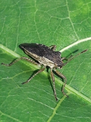 Althos