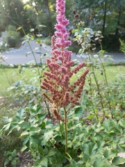 Astilbe