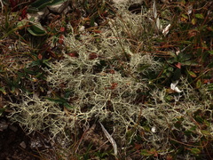 Alectoria ochroleuca