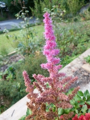 Astilbe