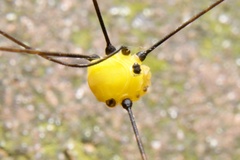 Abaetetuba