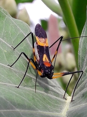 Zelus errans