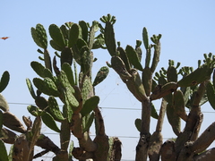 Opuntia bonaerensis