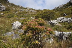 Leucadendron strobilinum × xanthoconus