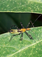 Zelus laticornis