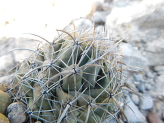 Coryphantha salinensis
