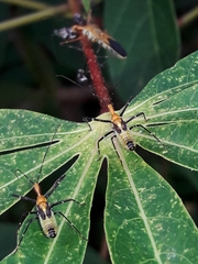 Zelus laticornis