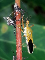 Zelus laticornis